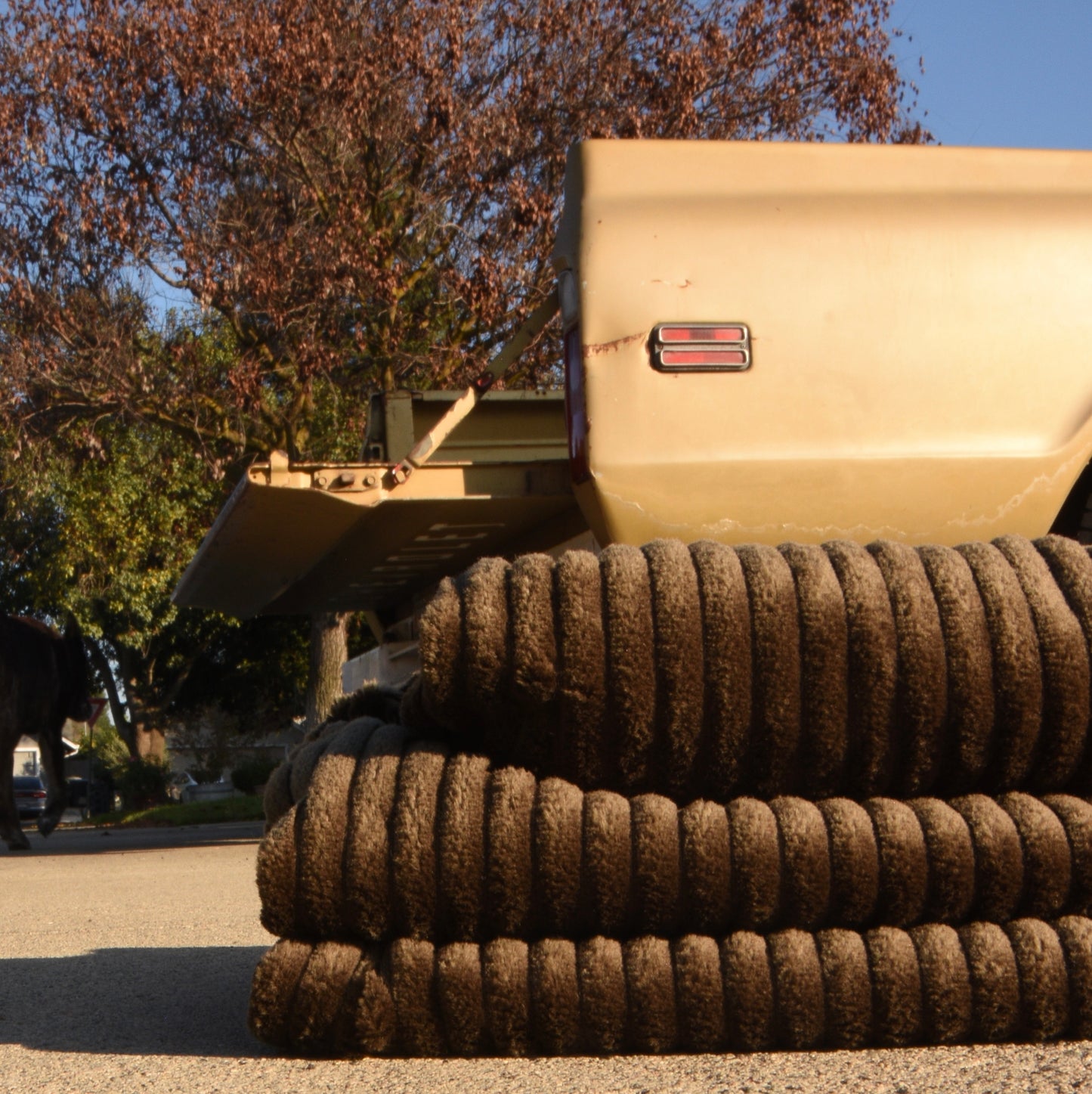 King Corduroys- Dusty Olive